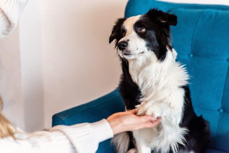 Dr. Bodza terápiás kutya épp pacsit ad